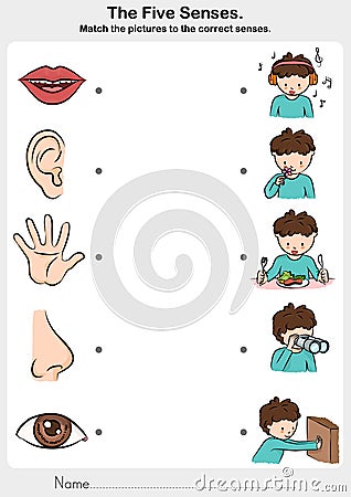 Math the picture to the correct five senses - touch, taste, hearing, sight, smell. Vector Illustration