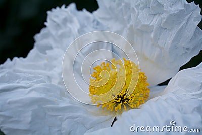 Matilija poppy Stock Photo