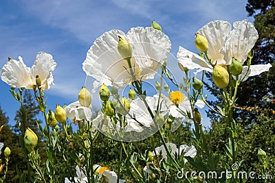 Matilija poppy flowers, California Stock Photo