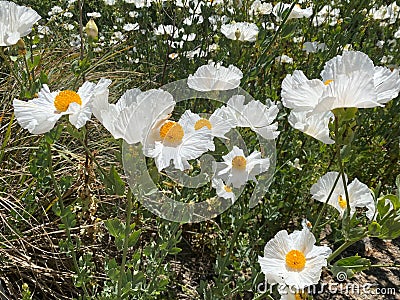 Matilija Poppy or Romneya coulteri Stock Photo