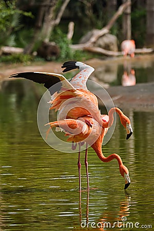 American flamingo Phoenicopterus ruber bird Stock Photo