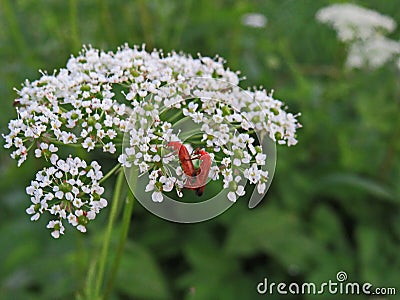 Mating beetles Red beetle lat. Rhagonycha fulva Stock Photo