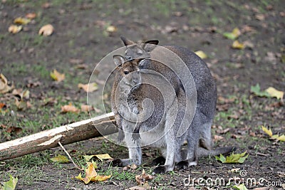 Mating Bennet`s Wallabies Stock Photo