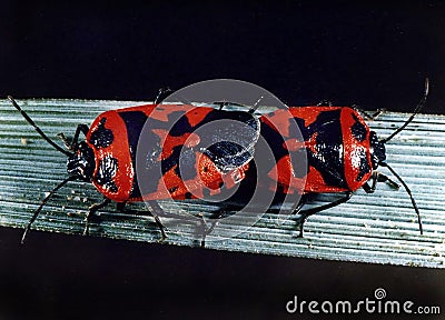 Mating bugs on a green leaf Stock Photo