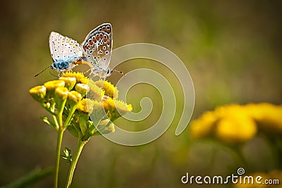 Mating butterflies Stock Photo