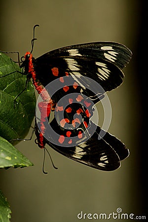 Mating Butterflies. Stock Photo