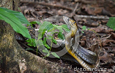 Mating rat snakes Stock Photo