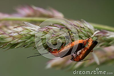 Mating of common red soldier beetles Stock Photo