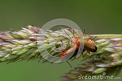 Mating of common red soldier beetles Stock Photo