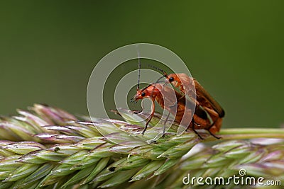 Mating of common red soldier beetles Stock Photo