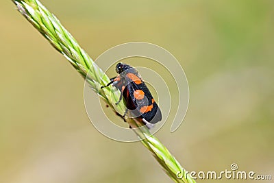 Mating couple of Cercopis sp. , Red and Black Froghopper , Cercopidae Stock Photo