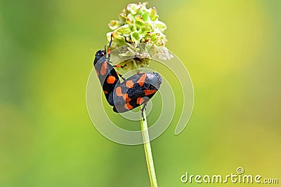 Mating couple of Cercopis sp. , Red and Black Froghopper , Cercopidae Stock Photo