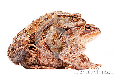 Mating couple of the common toad Bufo bufo Stock Photo