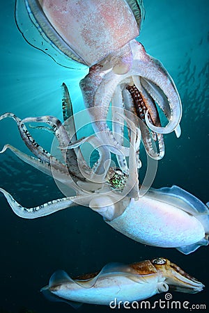 Mating Cuttlefish Stock Photo