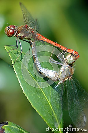 mating dragonflies stock photos image 13081633 mating dragonflies stock photos image 13081633