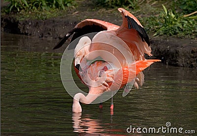 Mating flamingos Stock Photo