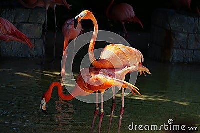 Mating Flamingos in spot lights with Dark Background Stock Photo
