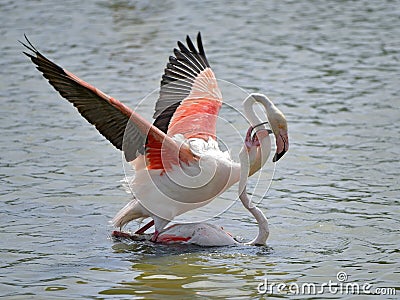 Mating of flamingos in water Stock Photo