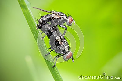 Mating flies Stock Photo