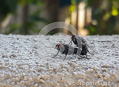 Mating Flies on Wall in the garden Stock Photo