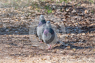 Mating games of a pair of pigeons Stock Photo