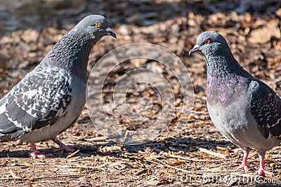 Mating games of a pair of pigeons Stock Photo