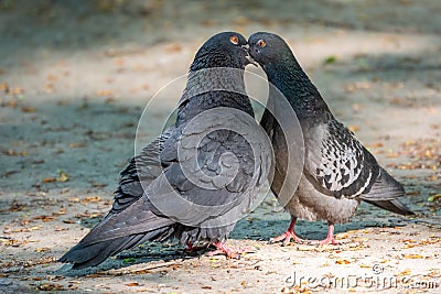 Mating games of a pair of pigeons Stock Photo