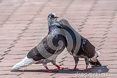 Mating games of a pair of pigeons. A pair of pigeons kisses Stock Photo