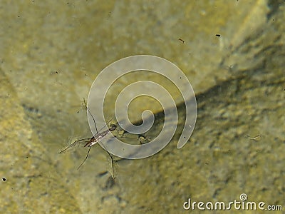 Mating Gerridae Water bugs pond skaters jesus bug Stock Photo