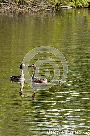 Mating Great Crested Grebes on lake Stock Photo
