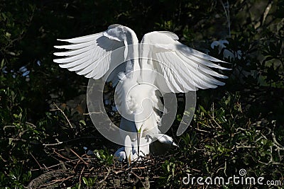 Mating Great Egrets in Saint Augustine, Florida. Stock Photo