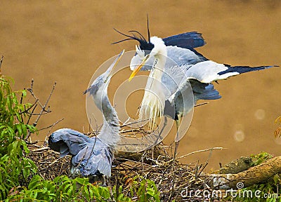 The Mating Grey Heron Stock Photo