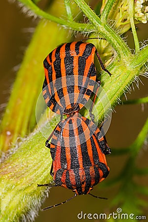 Mating insects. Summer time on a Field: Striped shield bug Graphosoma lineatum mating Stock Photo
