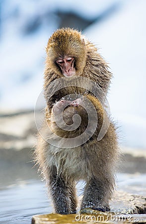 Mating Japanese macaques.The Japanese macaque Scientific name: Macaca fuscata, also Stock Photo