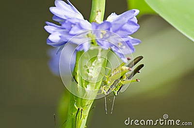 Mating Locust (Oxya japonica) Stock Photo