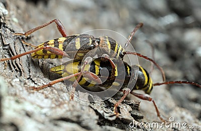 Mating Long horn beetles, Plagionotus detritus Stock Photo