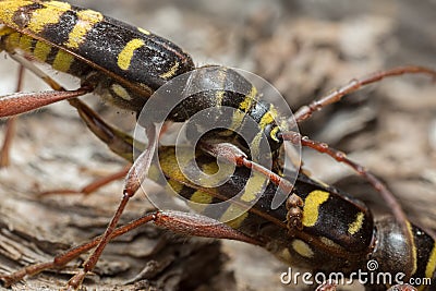 Mating Long horn beetles, Plagionotus detritus Stock Photo