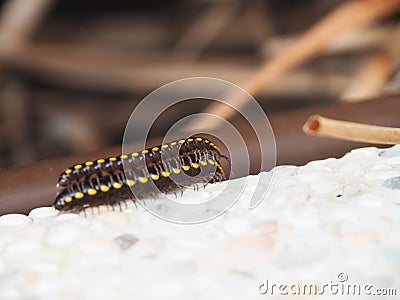 Mating Millipedes Stock Photo