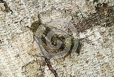Mating neotropical Fidicina cicadas Stock Photo