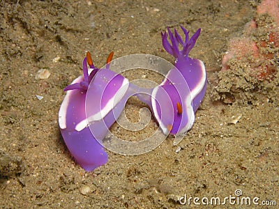 Mating nudibranch Stock Photo