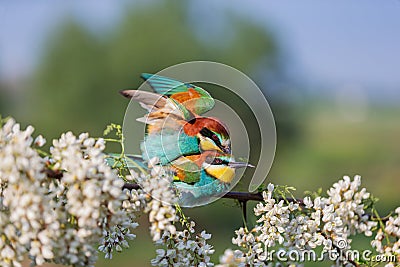 Mating a pair of beautiful colored birds on a flowering robinia branch Stock Photo