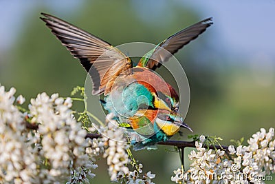 Mating a pair of birds on a flowering robinia branch Stock Photo