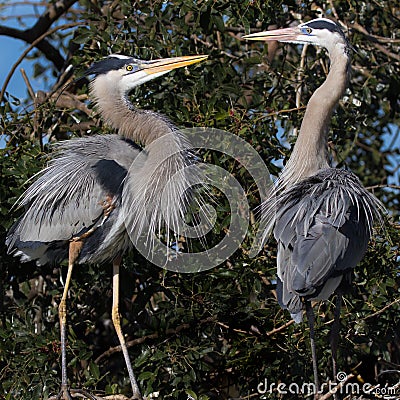 Mating pair of blue herons kissing Stock Photo