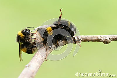 A mating pair of Bumblebee Bombus perched on a branch. Stock Photo