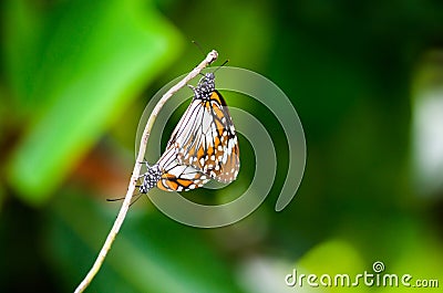 Mating pair butterflies Stock Photo
