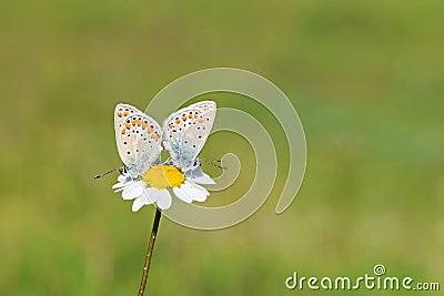 Mating pair of butterflies , Polyommatus thersites , the Chapman`s blue butterfly Stock Photo
