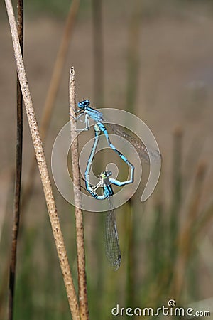 Mating pair common blue Damselfy Stock Photo