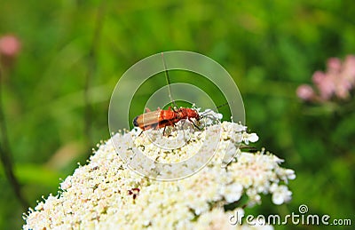 Mating pair Common Red Soldier Beetles Stock Photo