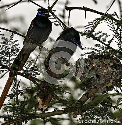 Mating pair, female and male, African Paradise Flycatcher bird, perched in a tree, feeding young, chicks, babies Stock Photo