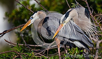 Mating pair of Great blue herons in rookery Stock Photo